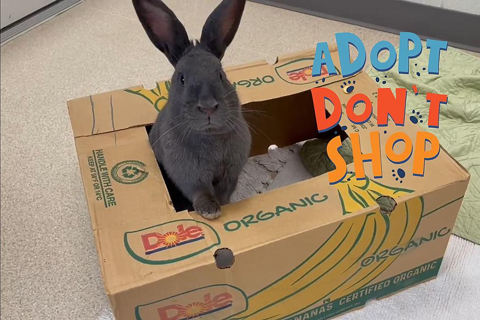 Socialite Adoptable Rabbit Looking for a New Home at Indiana Shelter
