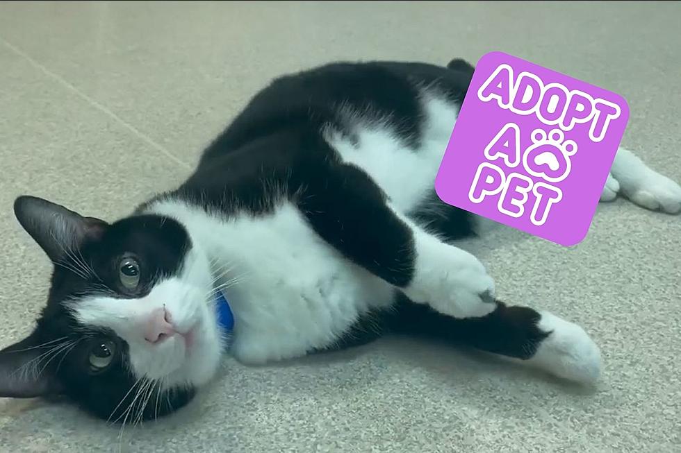 Laid-Back Indiana Shelter Cat Ready to Chill with You [PET OF THE WEEK]