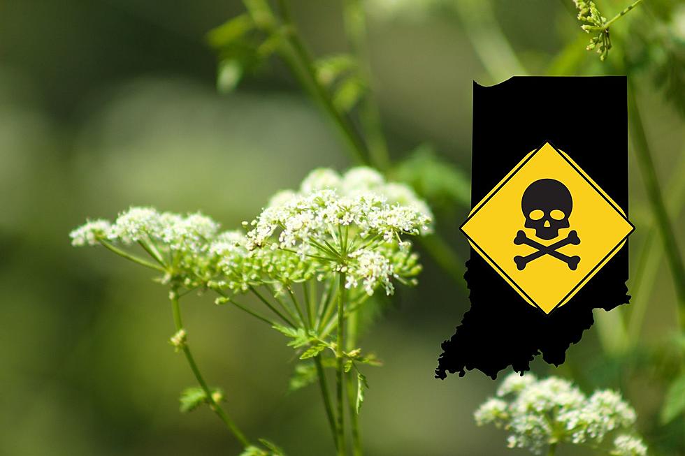 Stay Away From This Deadly Indiana Weed