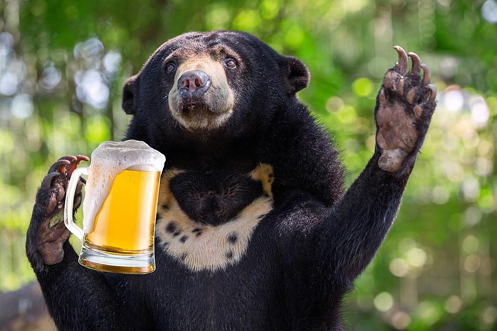 Bears and Brews- Evansville&#8217;s Zoo Brew Adds a Wild Twist to Beer Tasting