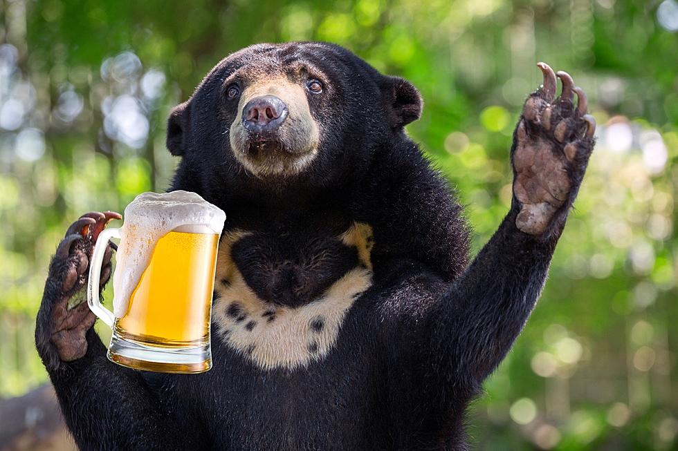 Bears and Brews- Evansville’s Zoo Brew Adds a Wild Twist to Beer Tasting