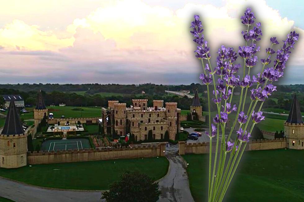 Kentucky Castle is Hosting an Enchanting Lavender Festival in June