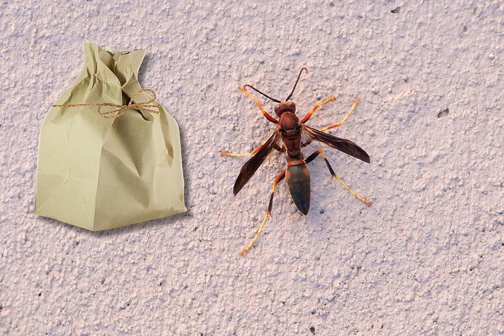 Life Hack: Keep Wasps Away From Your Home in Indiana with Brown Bags