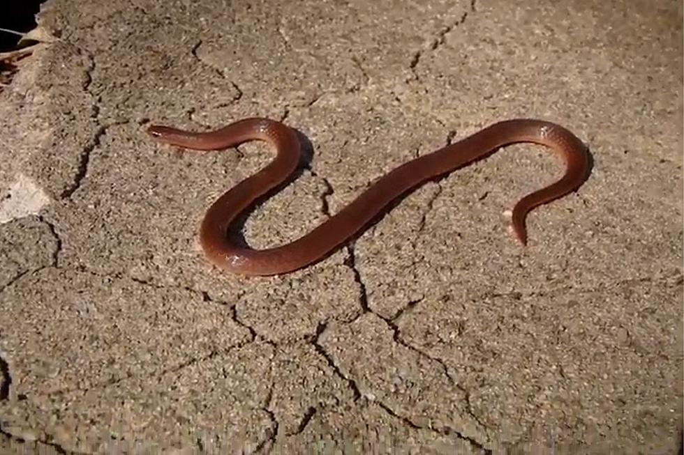 This Indiana Snake Looks Like a Nightcrawler