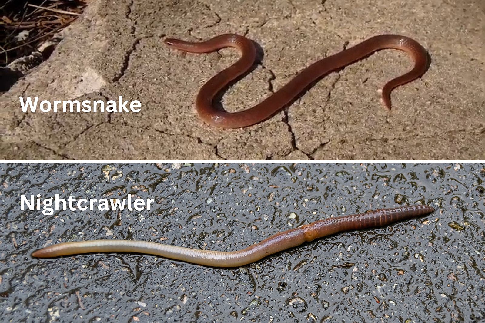 This Indiana Snake Looks Like a Nightcrawler