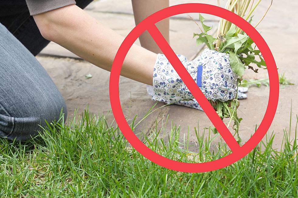 Non-Toxic Household Products That Will Rid Your Landscaping of Weeds