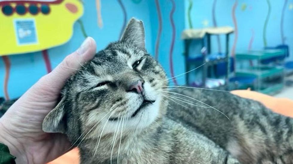 Oh My Gourd! FALL In Love with Pumpkin the Cat Up for Adoption 