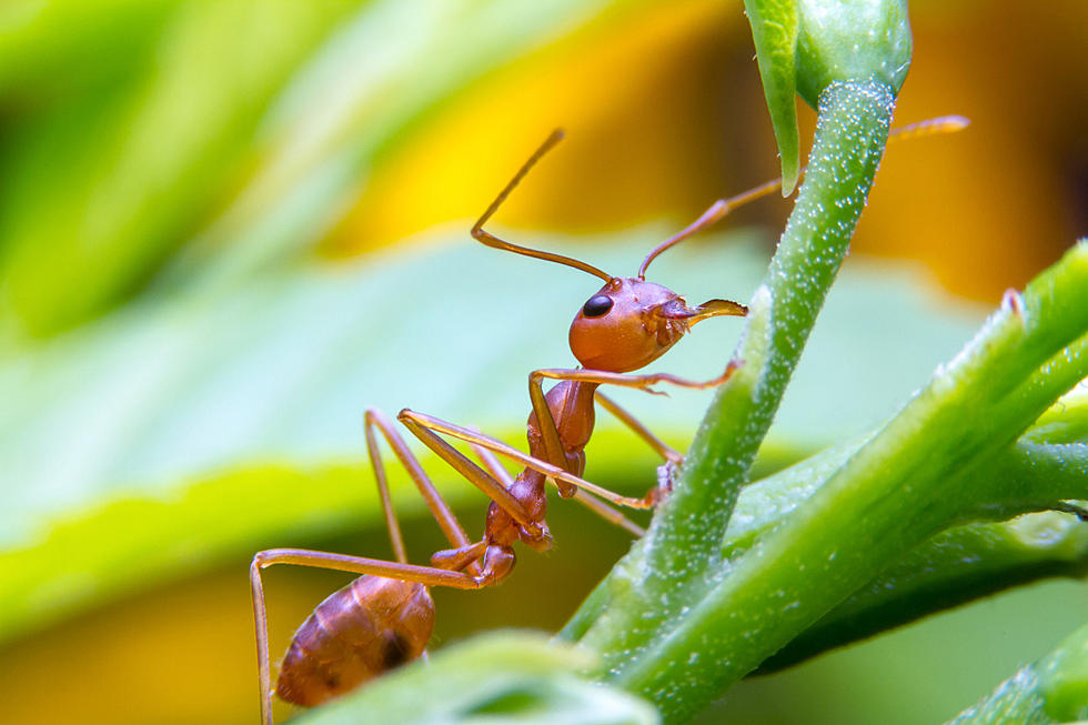 Keep Ants Out of Your Home with This Natural Spice