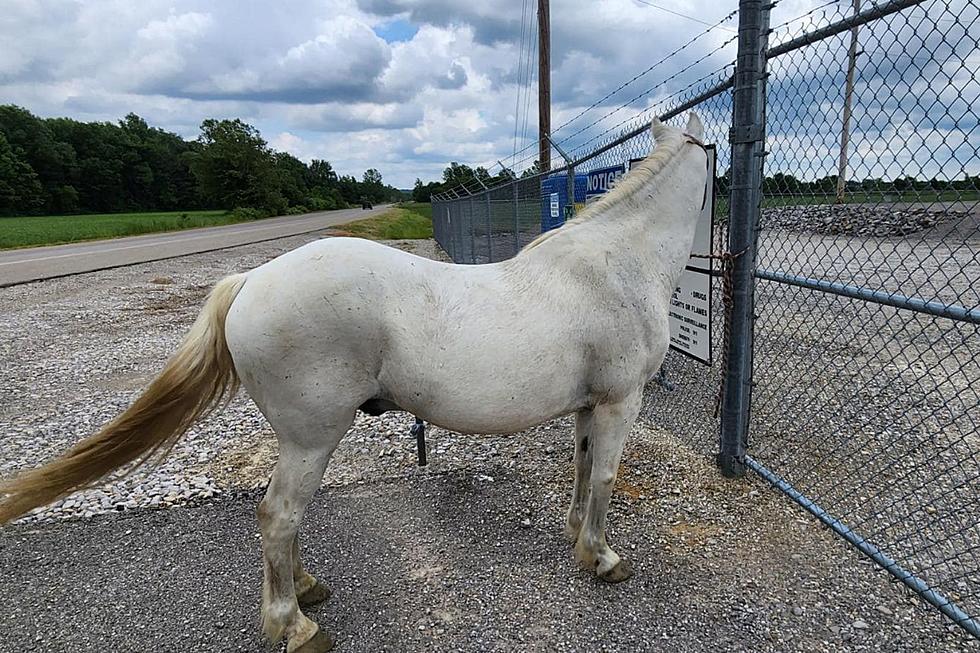 White Horse Found in Warrick County, Animal Control Searching for Owner