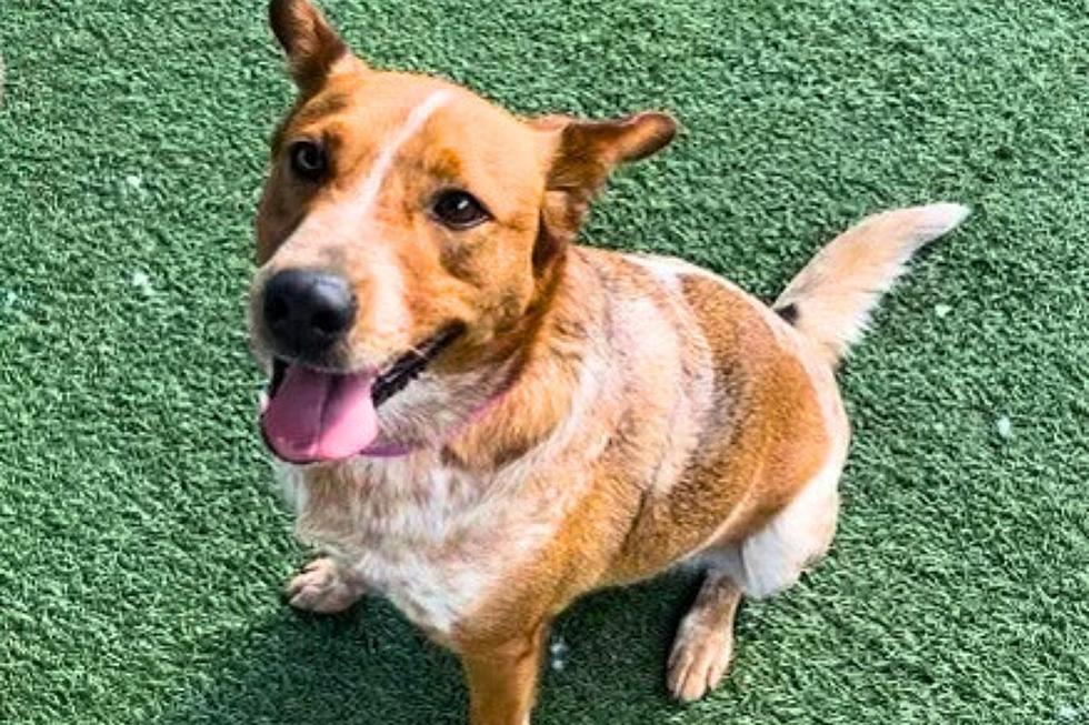 Evansville Shelter Houses a Cute Cattle Dog Mix Looking For Her Forever Home &#8211; Pet of the Week