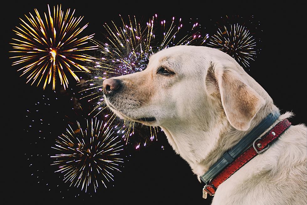 Indiana Pet Safety: Check Your Pets ID Tags Fireworks Are Here