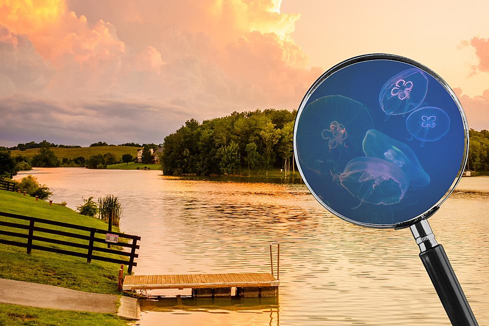 Jellyfish are Thriving In Kentucky It Turns Out Jellyfish Aren&#8217;t Strangers to the Bluegrass State