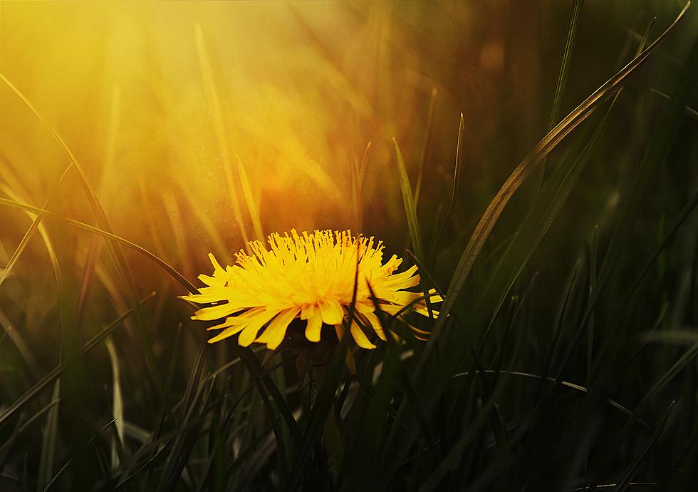 Dandelions Can Predict Rain?