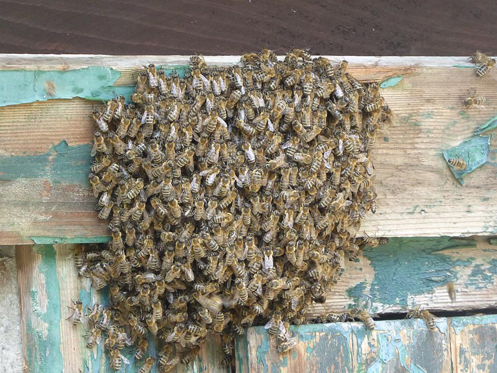 Bee-swarming Season in Indiana: Temporary Buzz with No Cause for Alarm, Says DNR
