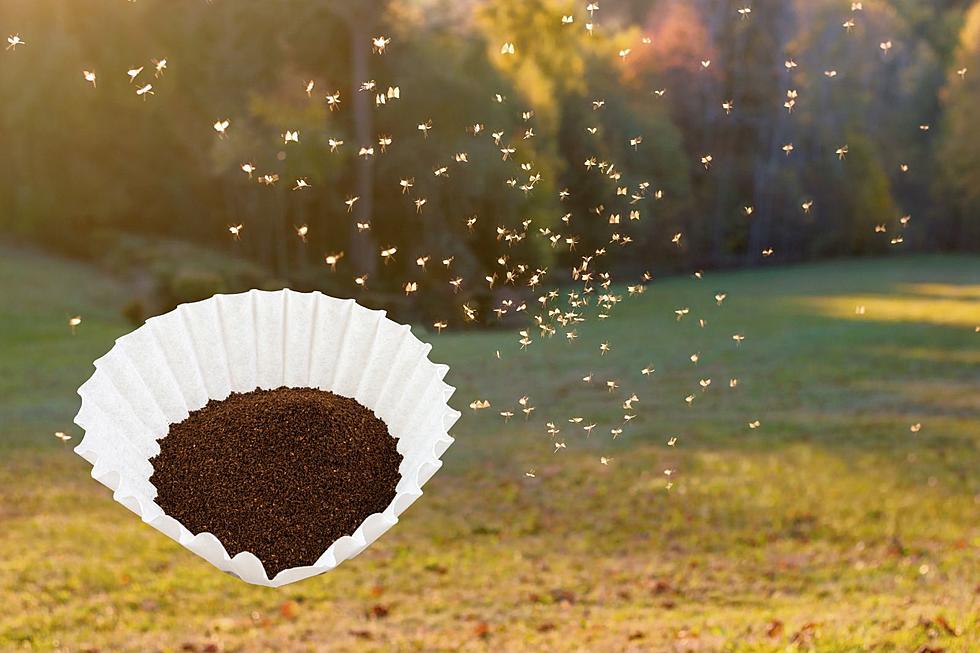 How Your Coffee Grounds Can Repel Mosquitoes in Indiana