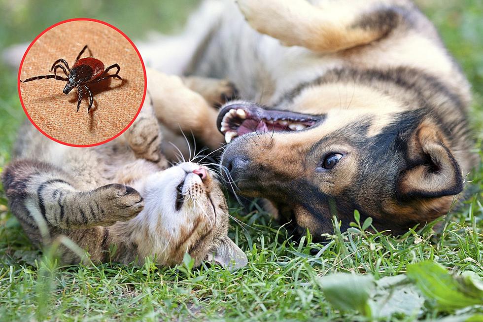 Don’t Miss This Part of Your Pet’s Body When Checking for Ticks
