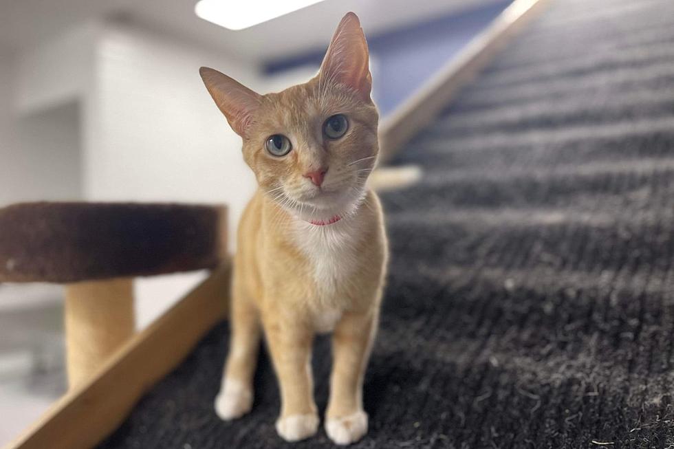 Indiana Shelter Cat Ready to Bring &#8216;Peace&#8217; to Your Home