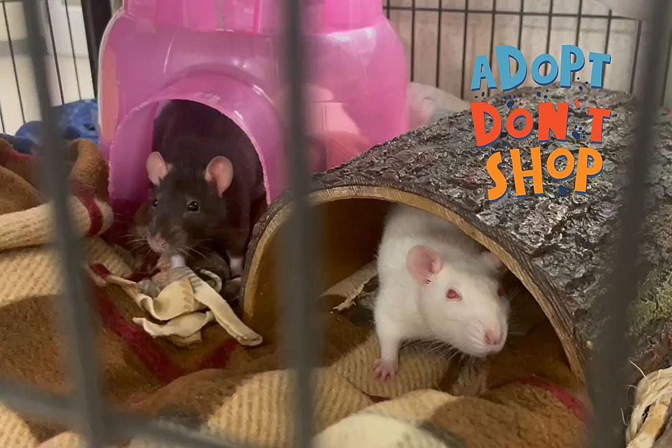 Adorable Rat Pack is Ready for You to Take Them Home at Indiana Shelter