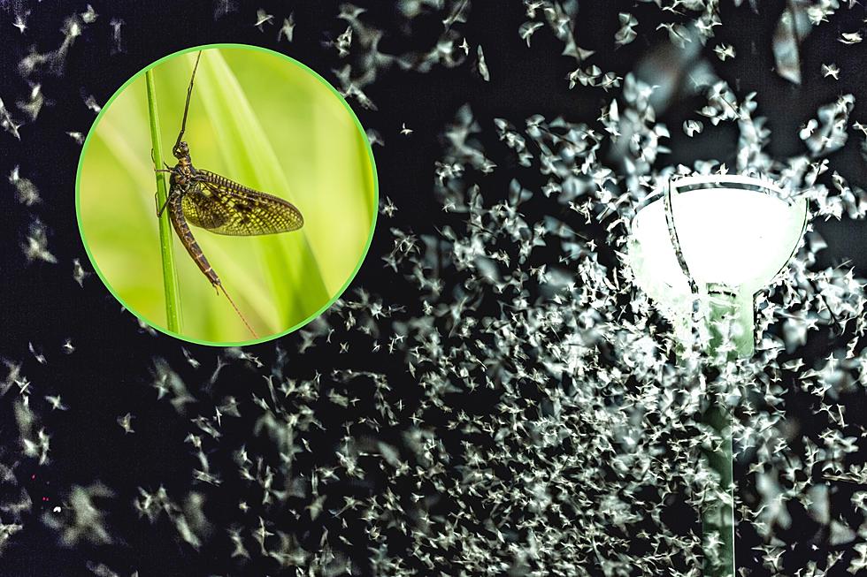 Massive Mayfly Swarm in Illinois Caught on Camera  