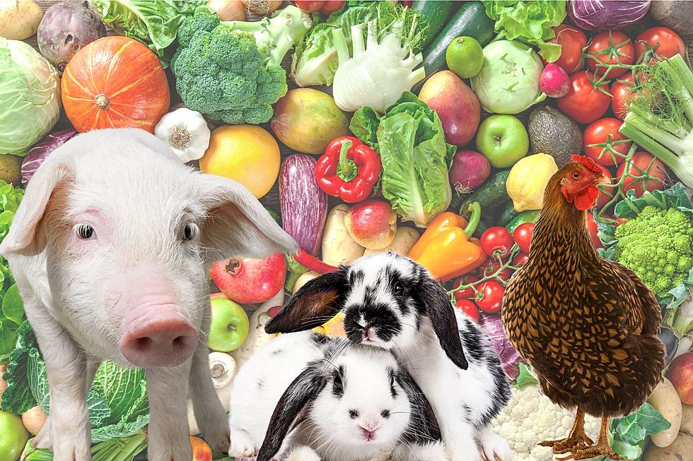Evansville Animal Control in Need of Fresh Vegetables for Animals in Their Care