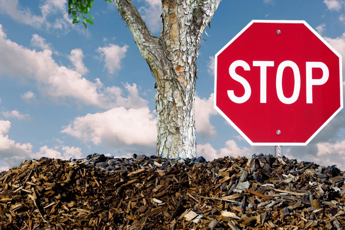 Purdue University Warns Against Over-Mulching Trees