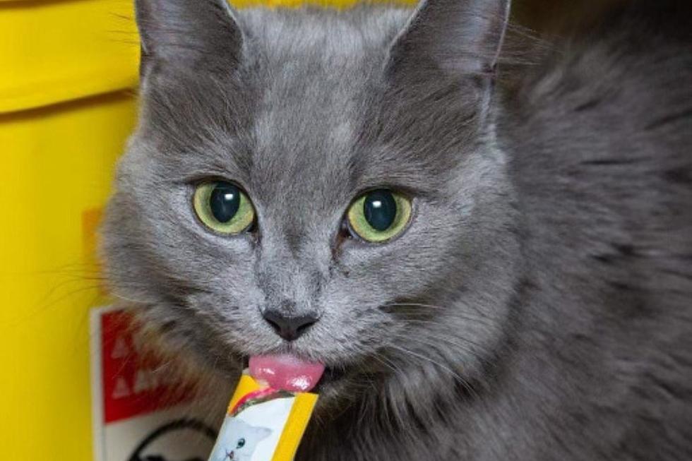 Sweet Indiana Shelter Cat Ready to Put Some &#8216;Magic&#8217; in Your Life