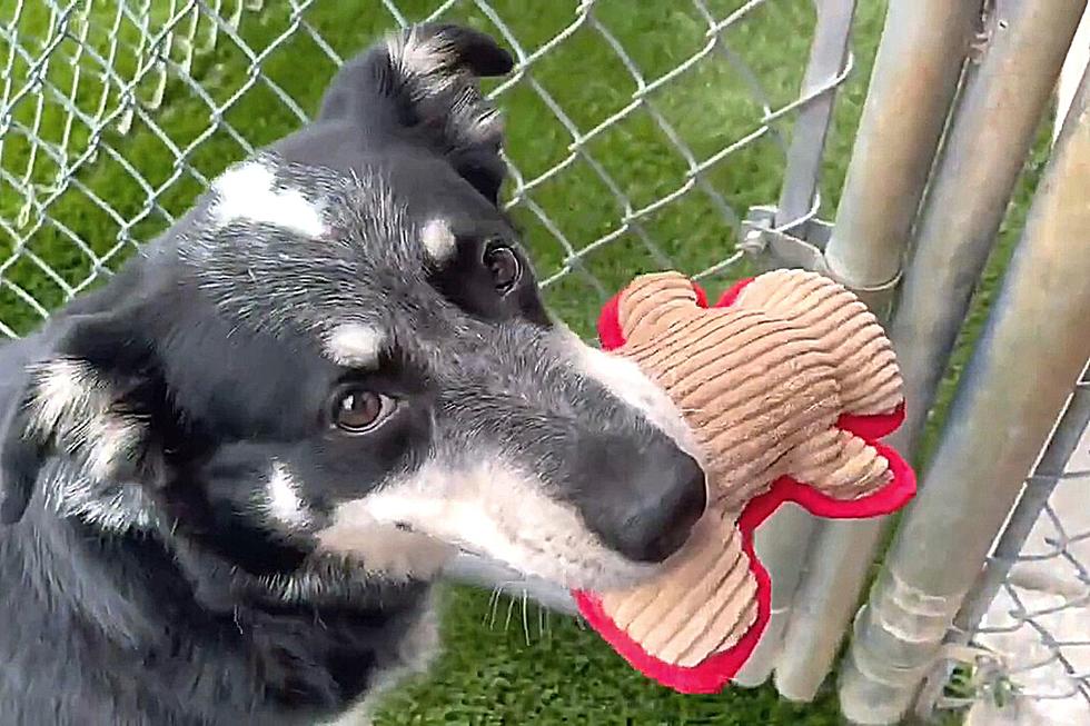 Sweet Indiana Shelter Dog Looking for a New Family to Snuggle