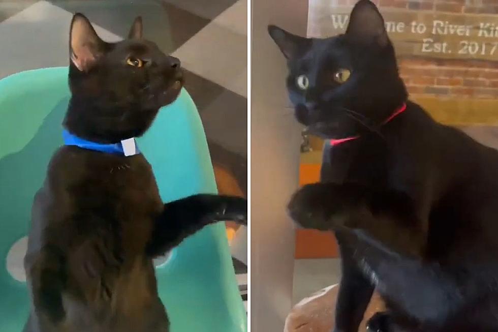 &#8216;Funny and Affectionate&#8217; Cat Siblings Seeking Their Forever Family at Indiana Shelter