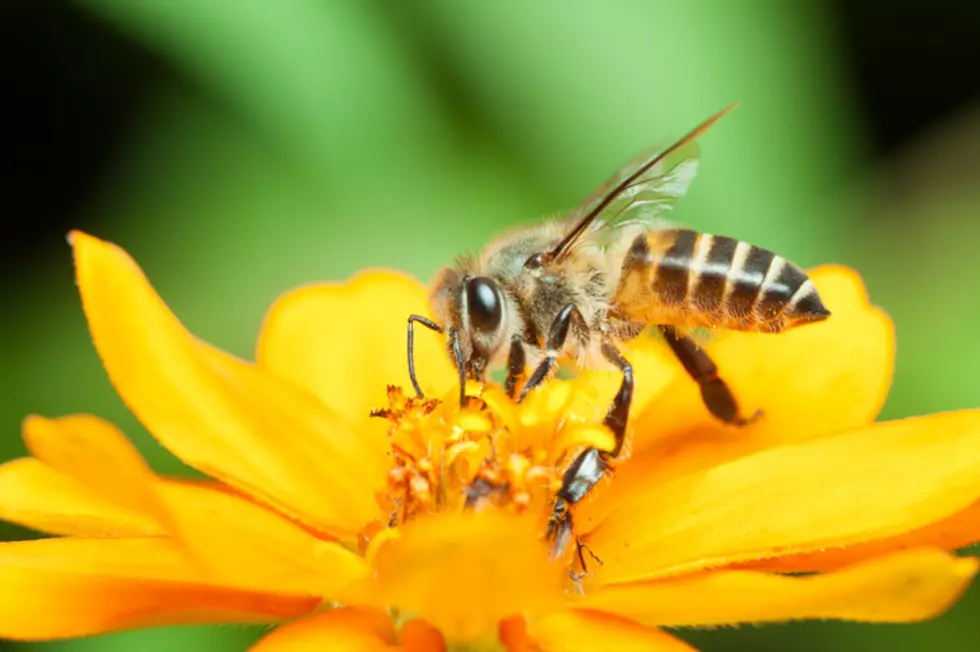 Macro of honey bee eating nectar
