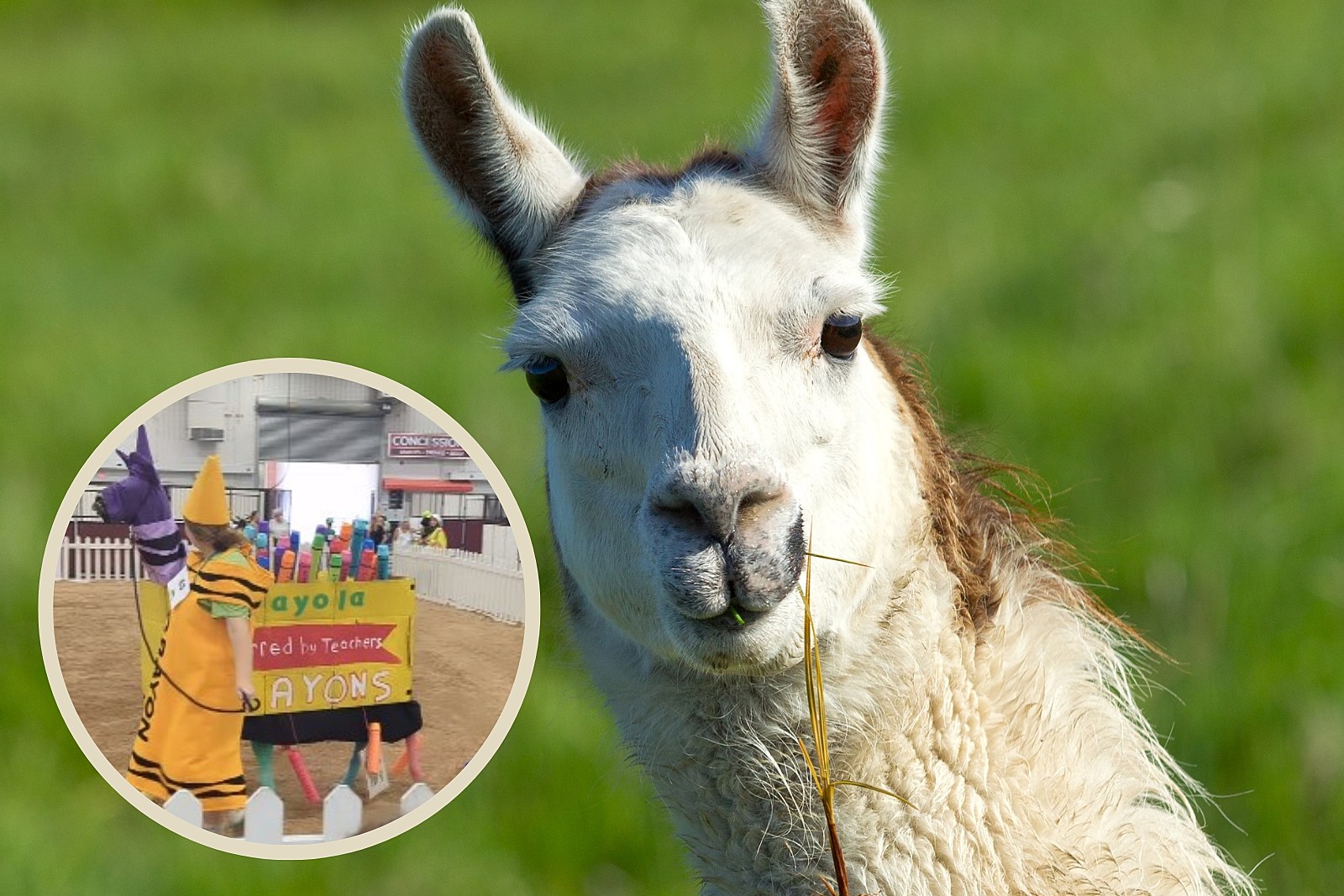 Indiana State Fair's Hilariously Wholesome Llama Costume Contest