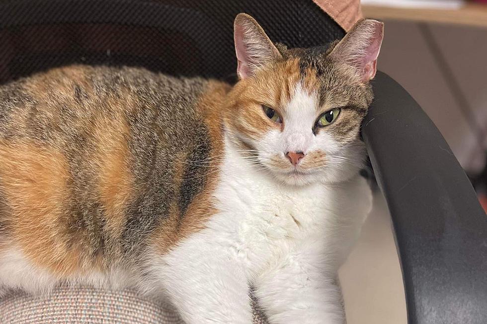 Oh Biscuits! Adorable Evansville Shelter Cat is Looking for Her Forever Home [Pet of the Week]