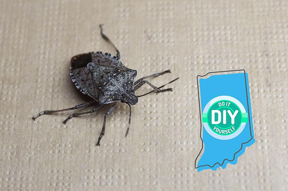Stink Bugs Have Returned to Indiana: Here&#8217;s How to Get Rid of Them
