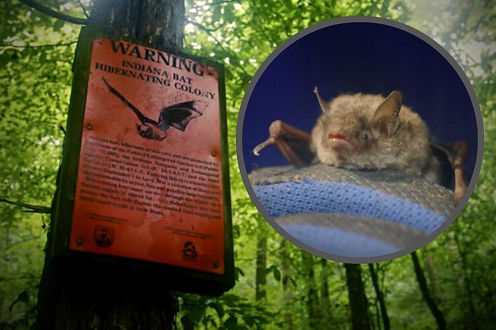 The Indiana Bat: A Spooky Little Pollinator With a Crucial Role