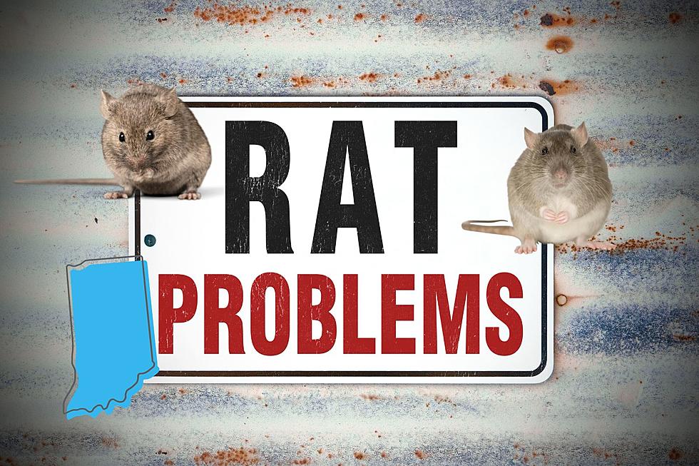 Two Indiana Cities Among the Rattiest Cities in the U.S.