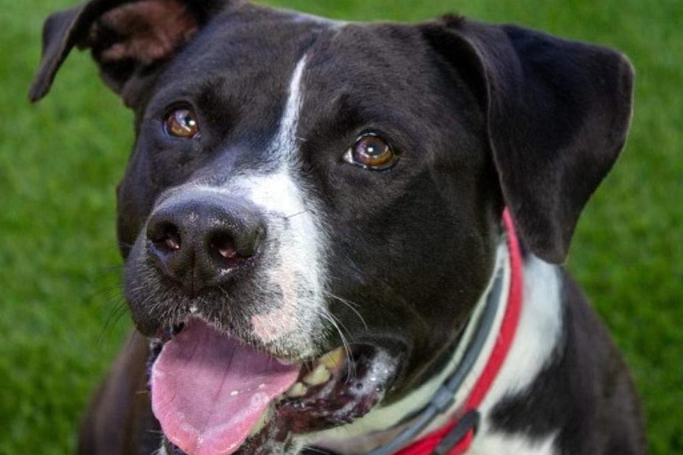 Adoptable Indiana Dog Has Spent Most of Her Life in Shelters
