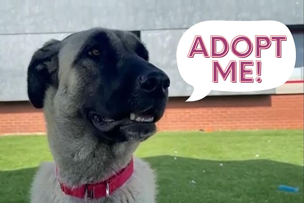 Indiana Shelter Dog is Gentle Giant Looking for Her Forever Home