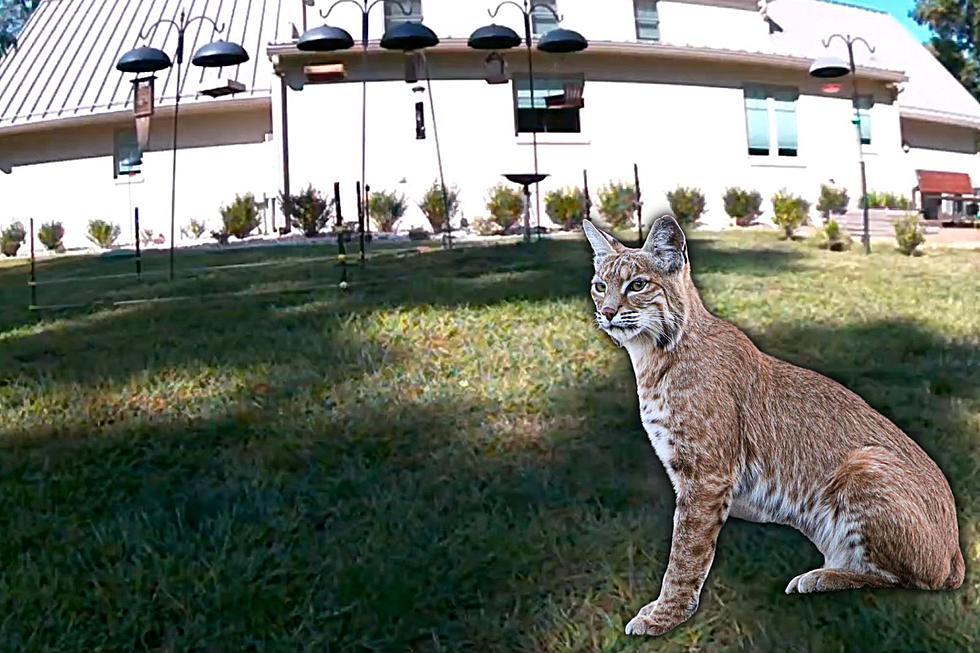 Southern Indiana Couple Surprised by Bobcat Visitor in Their Backyard