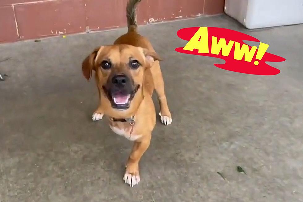 Adoptable 3-Legged Dog Ready to Race Into Your Heart at Indiana Shelter