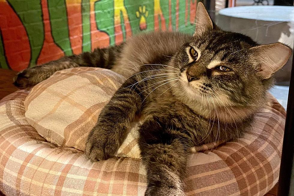 Adoptable Indiana Shelter Cat Would Be a Sweet Addition to Your Family