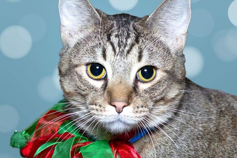 Super Playful 2-Year-Old Cat Ready for His Forever Home at Indiana Shelter