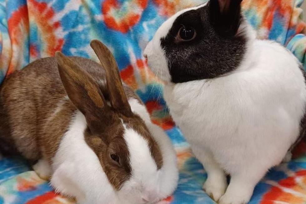 Sweet Pair of Bonded Rabbits at Indiana Shelter Are Ready to Hop Into Your Heart