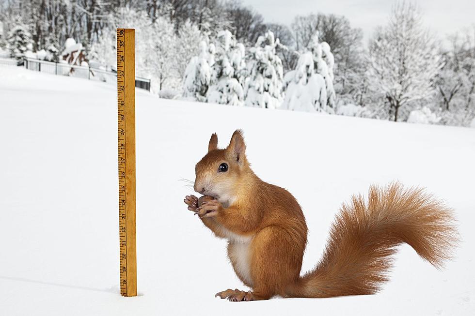 Do Squirrels Know How Much Snow Indiana Will Get? Some People Believe So