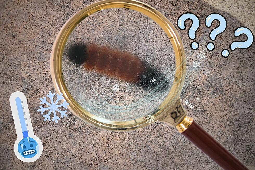 What Does This Southern Indiana Woolly Worm Say About The Upcoming Winter?