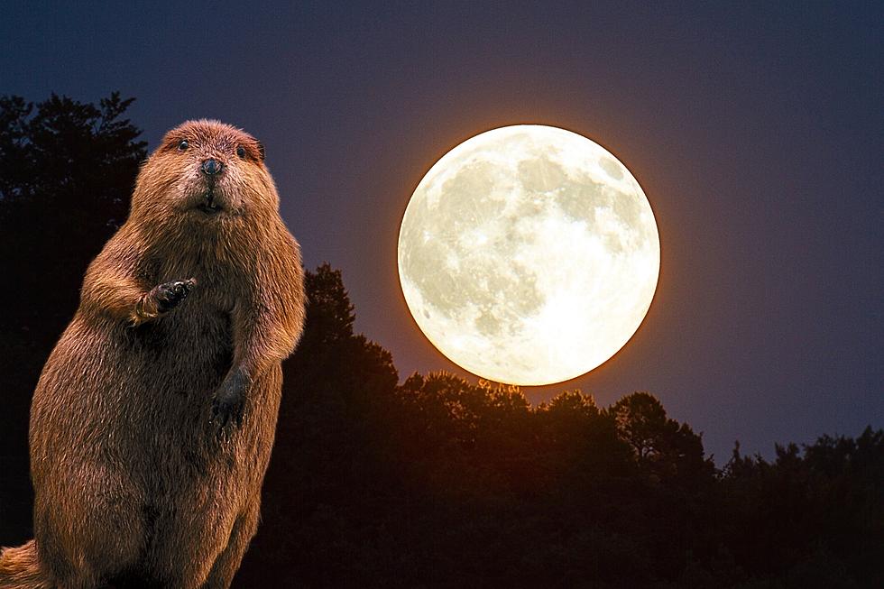 Fall's Final Full Moon is November's Beaver Moon  