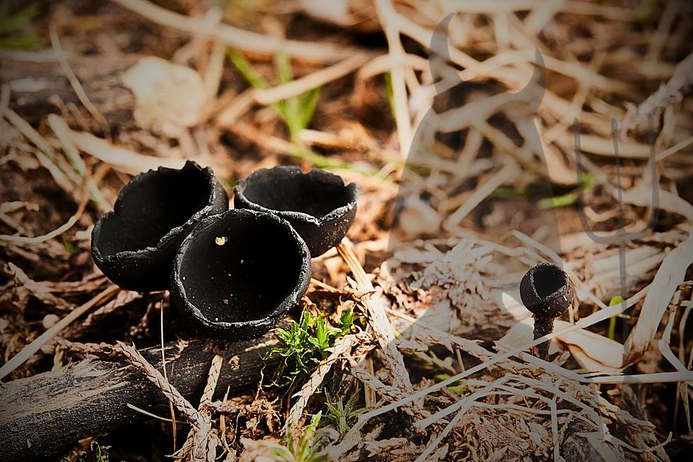 Have You Ever Encountered a Devil&#8217;s Urn in Indiana Forests?