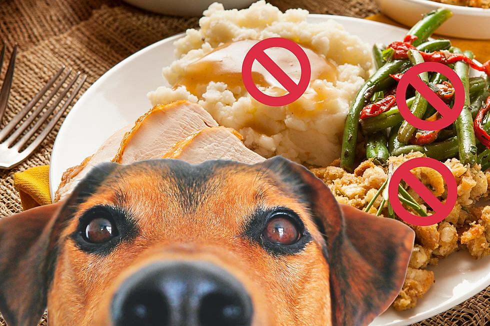 Be Aware These Popular Thanksgiving Foods are Poisonous to Dogs
