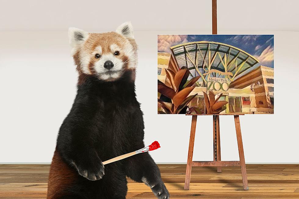Mesker Park Zoo Selling Paintings Created by Several of Its Animals