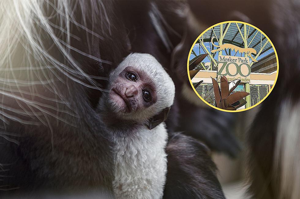 Indiana Zoo Announces Names of New Baby Colobus Monkeys