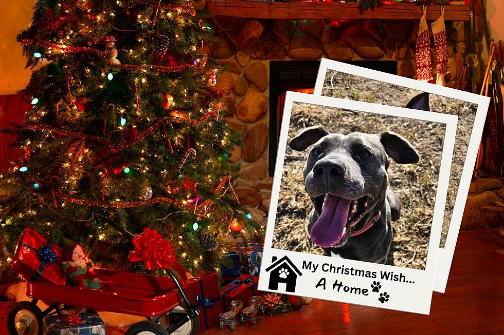 Southern Indiana Shelter Hopes to Find Their Longest Resident a Home in Time for Christmas