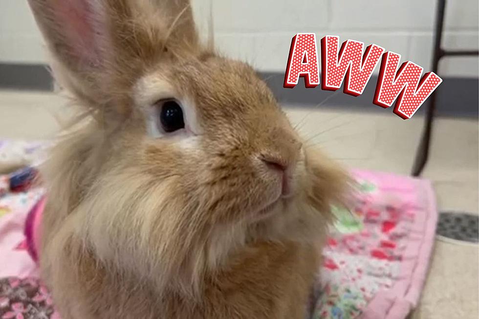 Out of This World Rabbit is Ready for Its Permanent Family at Indiana Shelter